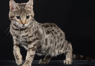 Е`Bretsi Rozmar е прекрасно женско бенгалско котен...