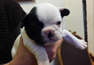 Френските булдочета са родени на 08.11.2016 година...