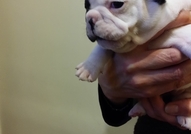 Френските булдочета са родени на 08.11.2016 година...