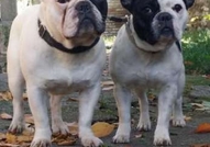 Френските булдочета са родени на 08.11.2016 година...