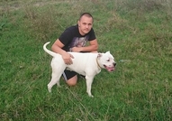 Продават се бебета Американски булдог. Родени на 3...