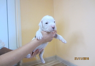 Продават се бебета Американски булдог. Родени на 3...