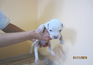 Продават се бебета Американски булдог. Родени на 3...