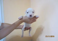 Продават се бебета Американски булдог. Родени на 3...