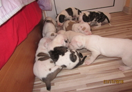 Продават се бебета Американски булдог. Родени на 3...