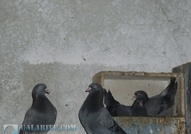 Продавам гълъби на въртене и глас, различни цветов...