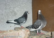 Продавам гълъби на въртене и глас, различни цветов...