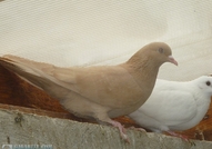 Продавам гълъби на въртене и глас, различни цветов...