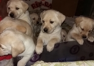 Продавам малки лабрадорчета. ...