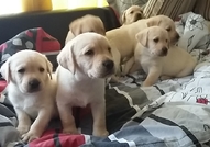 Продавам малки лабрадорчета. ...