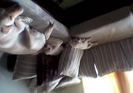 Продавам малки лабрадорчета. ...