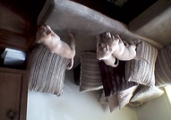 Продавам малки лабрадорчета. ...