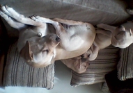 Продавам малки лабрадорчета. ...