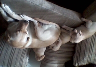 Продавам малки лабрадорчета. ...