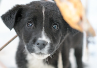 Здравейте,Търсим стопанин за тази сладурана. Беше ...