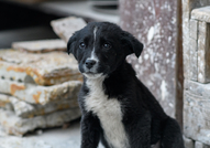 Здравейте,Търсим стопанин за тази сладурана. Беше ...