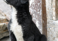 Здравейте,Търсим стопанин за тази сладурана. Беше ...