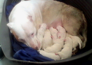 Продавам уникални, изключително редки чисто бели п...