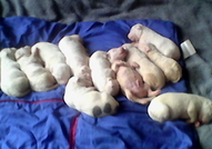 Продавам уникални, изключително редки чисто бели п...