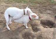 Продавам уникални, изключително редки чисто бели п...