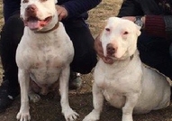 Продавам уникални, изключително редки чисто бели п...