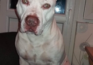 Продавам уникални, изключително редки чисто бели п...