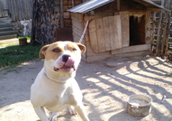 Кучето е в много добро здраве! Силно енергично нап...