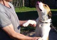 Кучето е в много добро здраве! Силно енергично нап...