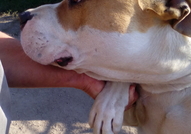 Кучето е в много добро здраве! Силно енергично нап...