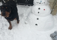 Издирвам кучето си - РОТВАЙЛЕР, ЖЕНСКИ, изгубен в ...