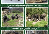 Продавам женски кавказки овчарки с отлично родосло...