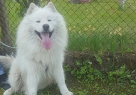 Чистокръвен мъжки самоед на 4 год. търси същата ка...