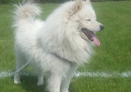 Чистокръвен мъжки самоед на 4 год. търси същата ка...