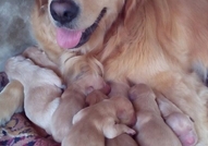 Продавам чистокръвни Голдън РитривъриКученцата са ...