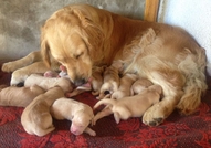 Продавам чистокръвни Голдън РитривъриКученцата са ...