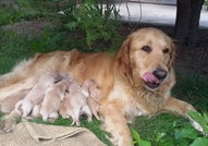 Продавам чистокръвни Голдън РитривъриКученцата са ...