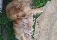 Продавам чистокръвни Голдън РитривъриКученцата са ...