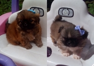 2 Мъжки Мини Кученца Порода Пекинез, на 50 дни,сам...