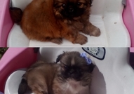 2 Мъжки Мини Кученца Порода Пекинез, на 50 дни,сам...