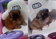 2 Мъжки Мини Кученца Порода Пекинез, на 50 дни,сам...