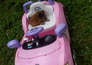 2 Мъжки Мини Кученца Порода Пекинез, на 50 дни,сам...