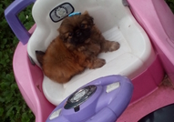 2 Мъжки Мини Кученца Порода Пекинез, на 50 дни,сам...