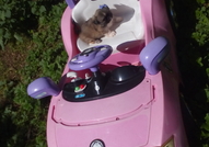 2 Мъжки Мини Кученца Порода Пекинез, на 50 дни,сам...