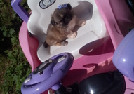 2 Мъжки Мини Кученца Порода Пекинез, на 50 дни,сам...