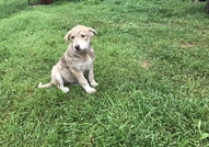 Моля помогнете !4 месечно мъжко кученце спешно с...