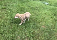 Моля помогнете !4 месечно мъжко кученце спешно с...