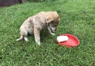 Моля помогнете !4 месечно мъжко кученце спешно с...