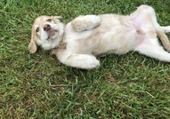 Моля помогнете !4 месечно мъжко кученце спешно с...