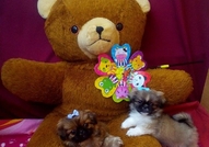 2 Мъжки Мини Кученца Порода Пекинез, на 60 дни. Пр...