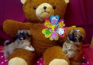 2 Мъжки Мини Кученца Порода Пекинез, на 60 дни. Пр...